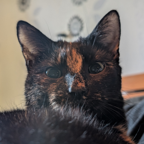 The head of a tortoiseshell cat that's lying on the bed and, with enlarged pupils, looking at the camera with like "wtf why did you pull the curtains what's all this light and why again this picture dude, whyyyy"

She looks very cute though. As usual.