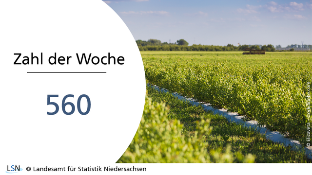 Zahl der Woche: 560. Das Bild zeigt ein Feld mit Heidelbeer-Sträuchern.