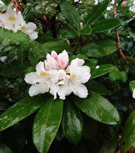 Rhododendron Blüte am Strauch bei Regen.