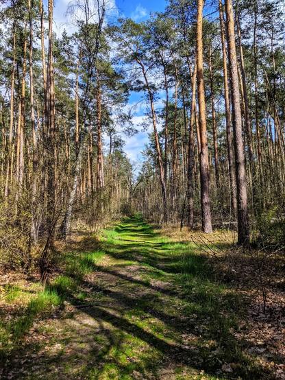 A ground-level, eye-level shot looks down a sun-dappled path winding through a dense pine forest near Gommern. Tall, slender pine trees with reddish-brown bark dominate the scene, reaching upwards towards a bright blue sky dotted with fluffy white clouds visible through the canopy. The path itself is earthy, with patches of vibrant green moss and grass growing along its edges and in sunlit areas. Shadows from the trees create a textured pattern across the path. The undergrowth is sparse, consisting mainly of low-lying vegetation and fallen pine needles. The perspective draws the viewer into the depths of the tranquil woodland.