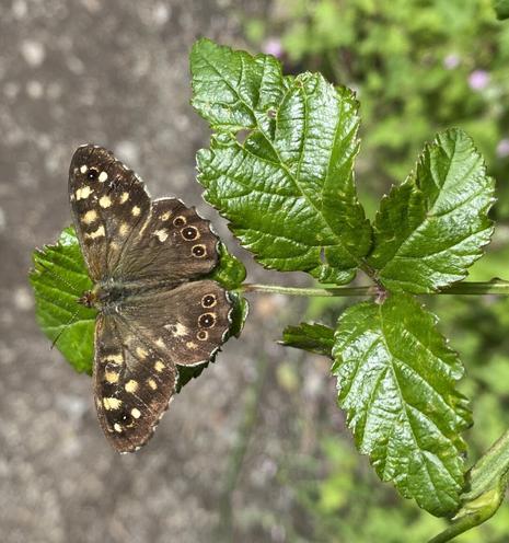 on the left on a shiny beech leaf sits open-winged a speckled wood butterfly, deep brown with rows of creamy speckles, and one row of three brown ‘eyes’