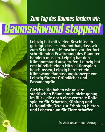 Zum Tag des Baumes fordern wir: Baumschwund stoppen!

Leipzig hat mit vielen Beschlüssen gezeigt, dass es erkannt hat, dass wir zum Schutz der Menschen vor der fort-schreitenden Erwärmung des Planeten handeln müssen. Leipzig hat den Klimanotstand ausgerufen, Leipzig hat erst kürzlich einen Hitzeaktionsplan beschlossen, Leipzig bereitet ein Klimawandelanpassungskonzept vor, Leipzig fördert Gründächer und Fassadengrün. 

Gleichzeitig haben wir unsere städtischen Bäume noch nicht genug im Blick, die doch eine zentrale Rolle spielen für Schatten, Kühlung und Luftqualität, Orte zur Erholung bieten und Lebensraum für Tiere schaffen.