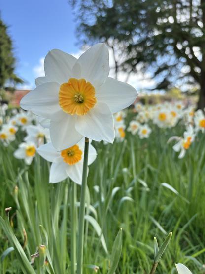 White and yellow daffodils in grass with blue sky