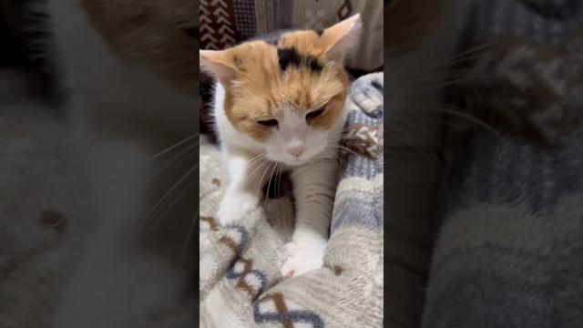 【三毛猫】まるで子猫なミケ