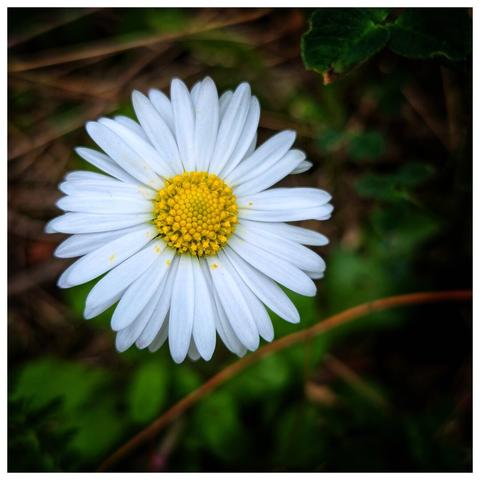 A close-up shot focuses on a single daisy, possibly a Bellis perennis. The flower has bright white petals radiating from a central disc of tiny yellow florets. The petals are slightly curved, giving the flower a delicate appearance. The background is a mix of blurred greens and browns, suggesting foliage and earth. A few stray leaves and stems are visible, adding context to the natural setting. The lighting is soft, highlighting the texture of the petals and the intricate details of the flower's centre.