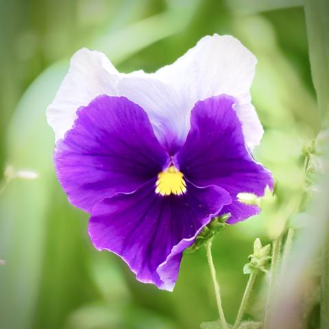 A violet flower (or possible pansy) grows in the shape of a heart amongst the greenery, with white petals behind it and a bright yellow pistil in the center, all on a cloudy morning.