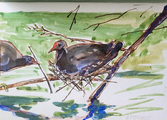 Aquarellskizze: eine dunkle Ralle mit roter Stirn liegt auf einem wirren Haufen Zweige,  die prekär über einer Astgabel 10 cm über der Wasseroberfläche liegt. Eine 2. Ralle kommt von links ins Bild und reicht einen langen Zweig zum Nestbau an.