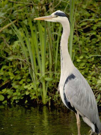 L'image montre un héron debout près de l'eau, entouré de verdure. Le héron a un long cou et de longues pattes, avec un bec long et pointu caractéristique. Son plumage est principalement gris et blanc avec quelques marques plus foncées, typiques des hérons.