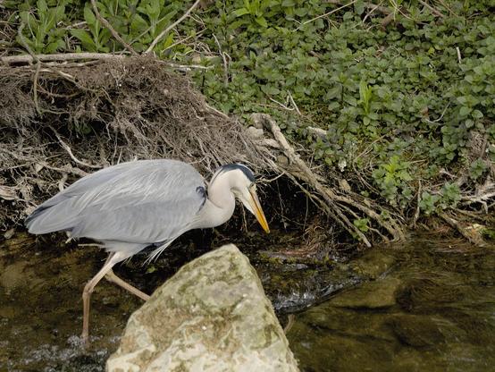 The image shows a heron standing near the edge of a stream or river. The bird appears to be searching for food in the water. The surroundings include rocks, roots, and lush green vegetation.