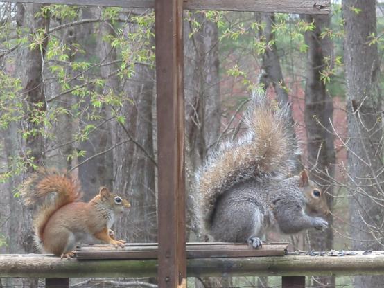 A red squirrel is crouching behind a gray. The gray is sitting and eating a sunflower seed. The red is staring. The red is about half the size of the gray.