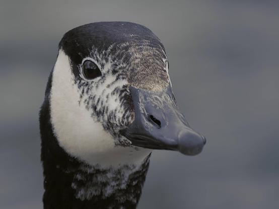 Cette image montre un gros plan d'une oie, plus précisément, d'une bernache du canada. Elle a la tête et le cou noirs avec une tache blanche distinctive sur les joues.