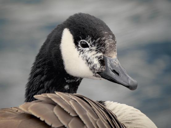 Cette photographie représente une bernache du Canada. Elle se distingue par une tête et un cou noirs, une tache blanche sur la joue et des plumes brunes sur le corps.
