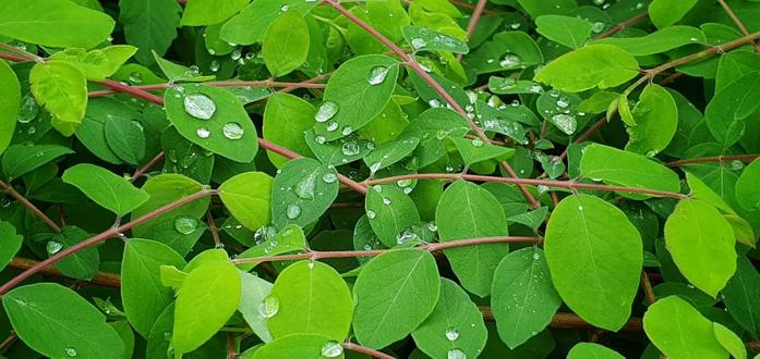 rain drops sticking to some leaves