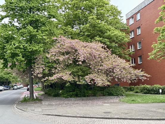 A bushy tree with loads of pink flowers.