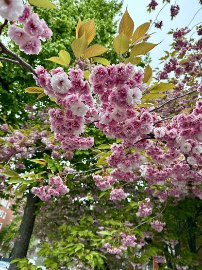 A close-up of the flowers.