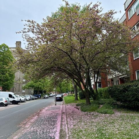 A few metres away another tree shedding lots of its petals onto the ground.