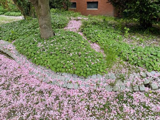 Many, many pink petals with green ground covering plants that are also flowering in pink.