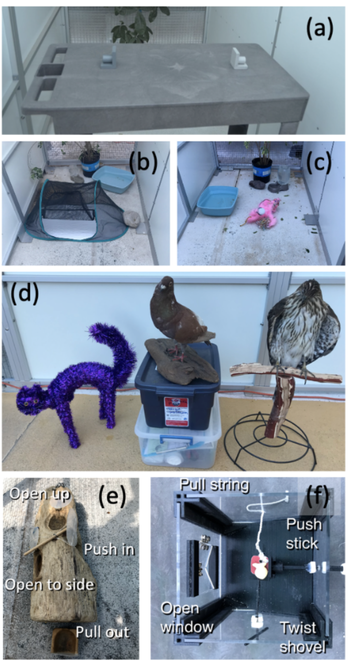 Figure 1 from the linked scientific paper showing the 6 different behavioral experiments the grackles participated in. They first had to perform a color reversal learning task, before checking how much they explore a novel environment, how afraid they are of a purple halloween cat / a stuffed pigeon / a stuffed hawk, and how well they are able to access food in two puzzle boxes.