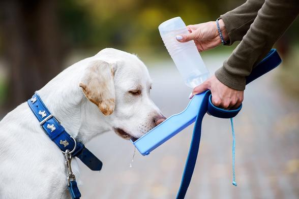 Best Portable Dog Water Bottles