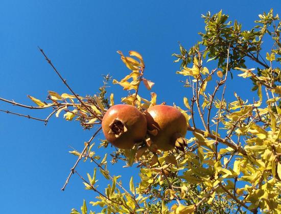 Two orange-red pomegranates grow close together on a shrub with thin branches and small yellow leaves against an immaculately bright blue sky.

Zwei orangerote Granatäpfel wachsen eng aneinandergeschmiegt an einem Strauch mit dünnen Zweigen und kleinen gelben Blättern vor einem makellos leuchtend blauen Himmel.
