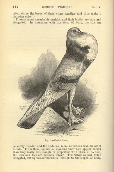 A page from a book by Darwin, the chapter heading at the top of the page says "Domestic Pigeons". Most of the page consists of an engraving of an "English Pouter", a pigeon with comparably long legs and a hugely inflated chest.