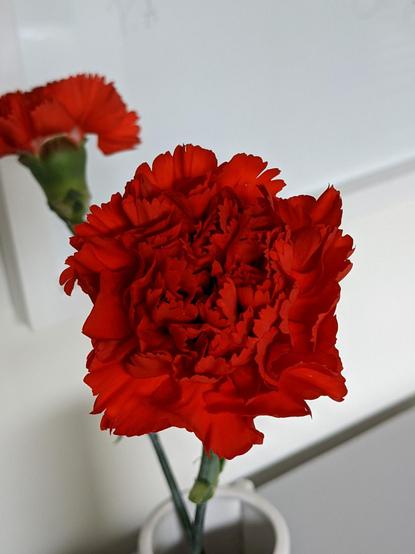 Um grande plano de um cravo vermelho, símbolo da Liberdade e da revolução de 25 de Abril de 1974.


A close up shot of a red carnation, symbol of freedom and the revolution of April 25th 1974.
