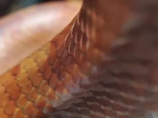 A macroshot of scales of a snake, they are brown in the center with some glistening highlights and orange on the side, the scales look brown towards the bottom right of the image. Top left shows the blurry outlines of the snakes body