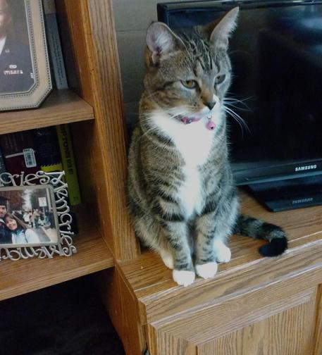 Pax, our little tabby cat with white markings on her face, neck, chest, hind legs and each paw, is sitting upright on a wooden bookcase/entertainment center.  Her amber-colored eyes are looking at something towards the right.  Her long white whiskers frame her face.