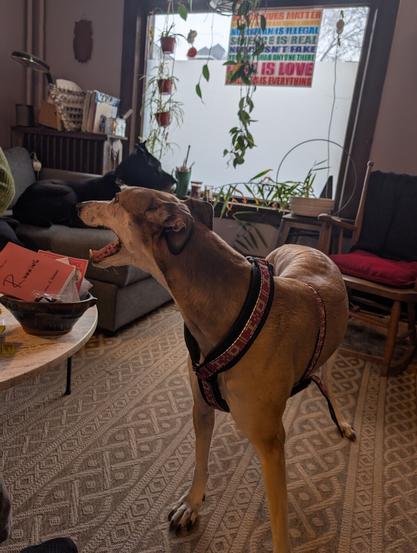 Fawn greyhound and black lab