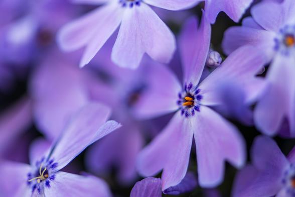 Photograph of a purple creeping phlox flower. This variety of phlox is low to the ground and slowly "creeps" along the ground. The plant has moss-like foliage. The flowers have five, heart-shaped, pale purple petals that radiate from a narrow central cone. Each petal has two, small, purple dots where the bloom meets the central cone. Two orange anthers are visible in the center of the cone while the other reproductive organs are interior to the cone.