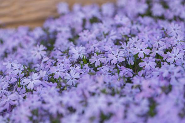 Photograph of a mass bloom of blooming creeping phlox. This variety of phlox is low to the ground and slowly "creeps" along the ground. The plant has moss-like foliage. The flowers have five, heart-shaped, pale purple petals that radiate from a narrow central cone. Each petal has two, small, purple dots where the bloom meets the central cone. Two orange anthers are visible in the center of the cone while the other reproductive organs are interior to the cone.