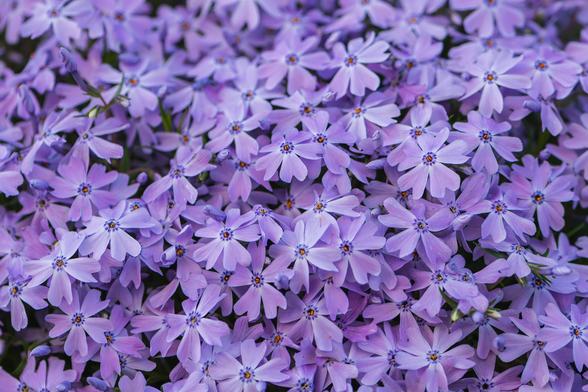 Photograph of a mass bloom of blooming creeping phlox. This variety of phlox is low to the ground and slowly "creeps" along the ground. The plant has moss-like foliage. The flowers have five, heart-shaped, pale purple petals that radiate from a narrow central cone. Each petal has two, small, purple dots where the bloom meets the central cone. Two orange anthers are visible in the center of the cone while the other reproductive organs are interior to the cone.