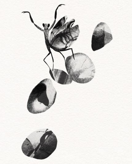 Design of a praying mantis walking down some stones