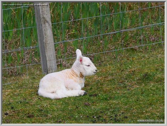 A lamb lies curled up in the sun. It still has some browny gunk on its coat. It looks up.