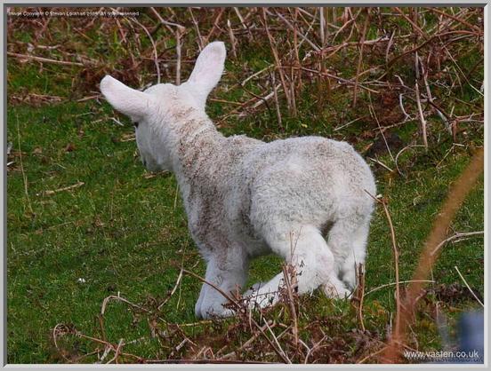 A lamb, just getting up from the grass. Its coat is also still dirty, and its ears are far too big for it.