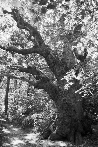 alter knochiger Baum, Schwarz/Weis Analog Foto