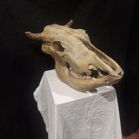 Photo d'une sculpture de crâne de vache réaliste, présentée de trois-quart sur un socle recouvert de tissu blanc, sur fond noir