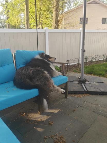 A black and tan rough collie lying on a bright blue patio couch, looking at a green lawn