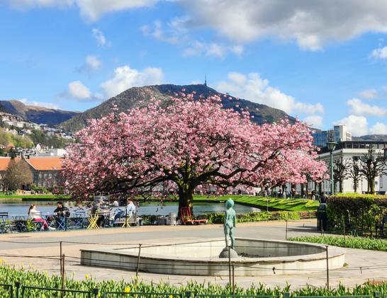 A photograph of a pink cherry blossom tree on a pedestrian street next to a small artificial lake. The outline of the tree is quiet similar to a mountain behind it. There is a street cafe underneath the tree.