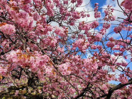 A photograph showing a closeup of the cherry blossoms.