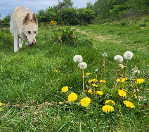 White German Shepard, on a grass field, with a dandelion with both yellow flowers and seed heads.