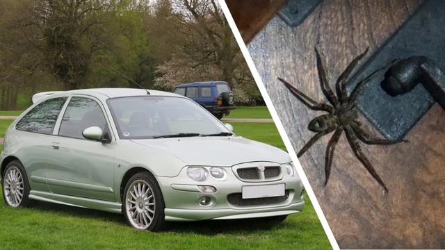 Spider and car