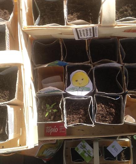 Tetrapacks gefüllt mit Erde. In einem ist eine kleine Tomate. Dazu Aufkleber von: fsfe, Topio, bits&bäume,  netzpolitikorg, WEtell