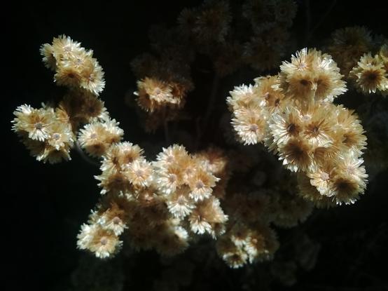 a closeup view of some sunbleached and very dry flowers, in high contrast with a black background, a few peeking out from the shade