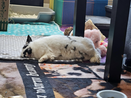 Happy bunny has flopped over smiling on her right side. A furry polka dot tummy is on display.