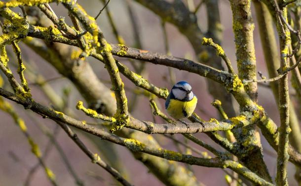 Blaumeise in Fliederbaum