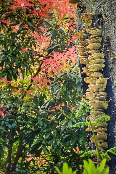A close-up shows a textured tree trunk covered in shelf fungi, with vibrant green and reddish leaves of nearby plants filling the background. A small fern is visible at the bottom right.
