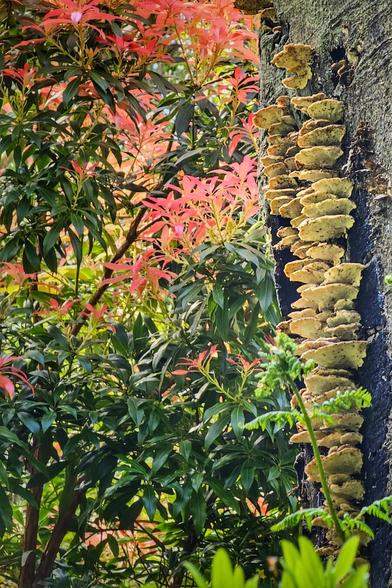 A close-up shows a textured tree trunk covered in shelf fungi, with vibrant green and reddish leaves of nearby plants filling the background. A small fern is visible at the bottom right.