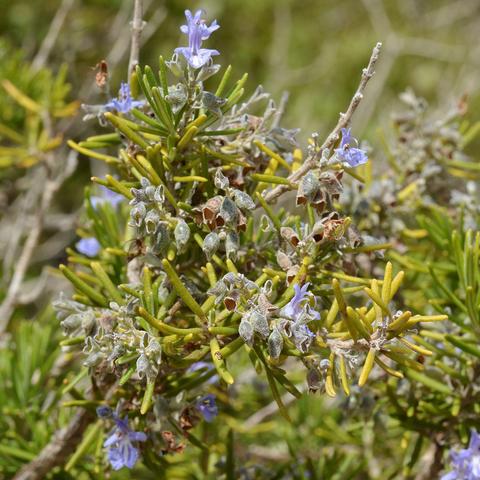 A photo of a branch of a rosemary plant with some purple flowers on it.