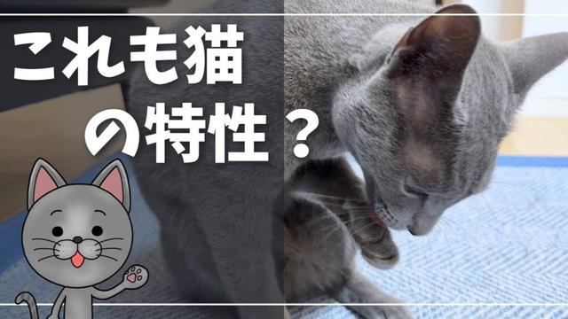 お手入れ後、まずは体を整えたい…【ロシアンブルー】猫